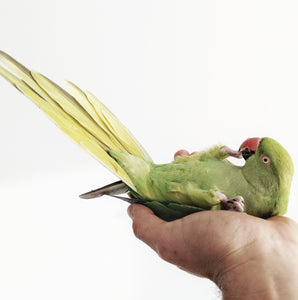 Common behaviour problems in pet birds