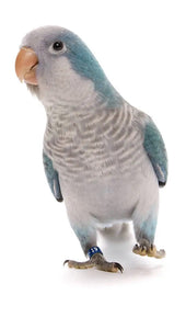 Caring for a Blue Quaker Parrot