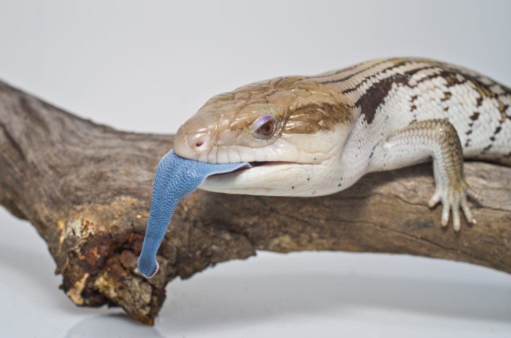 The Ultimate List of What Blue Tongue Lizards Eat