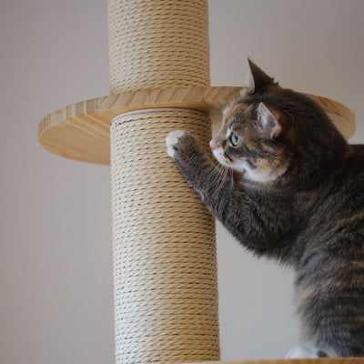 Cat-Proof Your Home How to Put an End to Furniture Scratching