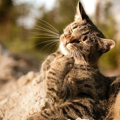 Cat Flu Symptoms What Every Cat Owner Needs to Know