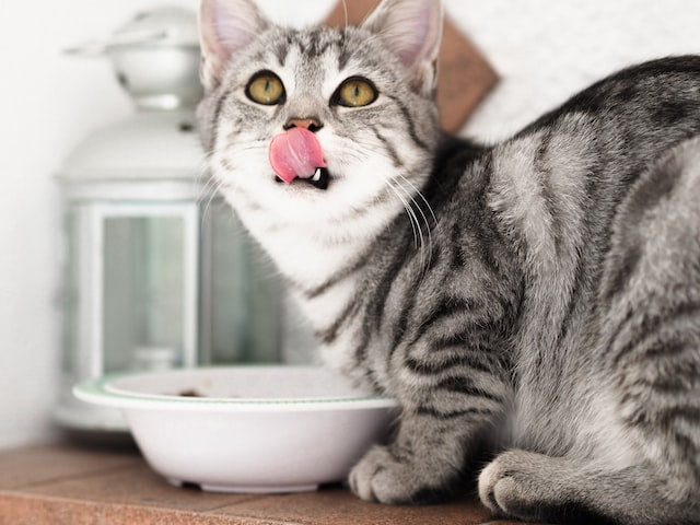 The Facts About Why Size and Shape Matter for Cat Dry Food