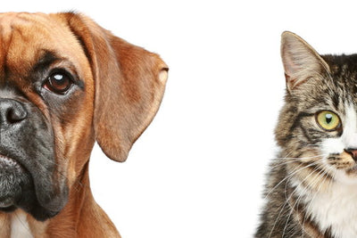 Should You Get a Dog or Cat? New Findings on Pet Intelligence