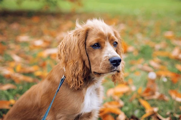 Cockerliers: The Perfect Combination of Cocker Spaniel and Cavalier King Charles Spaniel