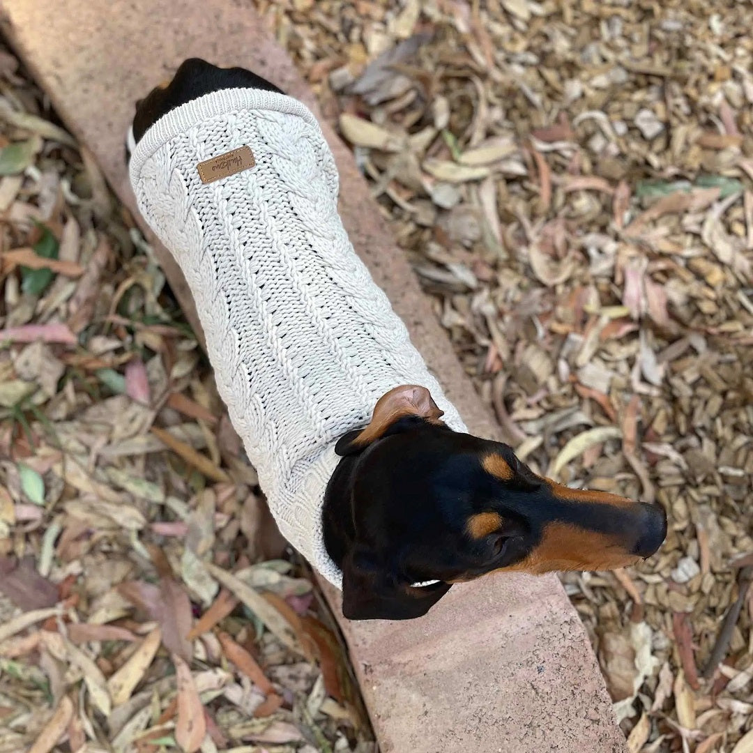 4 Must-Have Winter Dog Coats for Dachshunds for Australian Winters