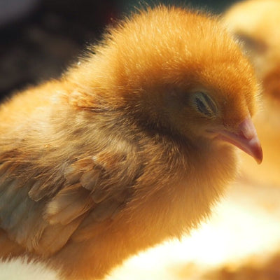 The Ultimate Beginner's Guide to Raising Chickens in the Southern Highlands