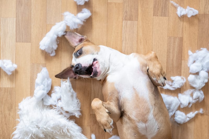 Enrichment activities for dogs at home