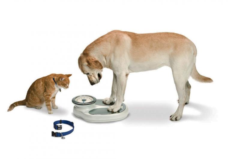 How to beat the bulge on your pet!