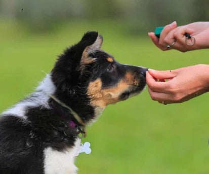 Clicker Training 101: How to Train Your Pets with Clicker