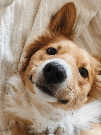 Smiling dog laying on bed. How to calculate your dogs age.