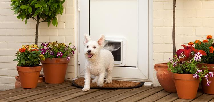 Complete Step-By-Step Guide to Installing a Dog Door in a Timber Door