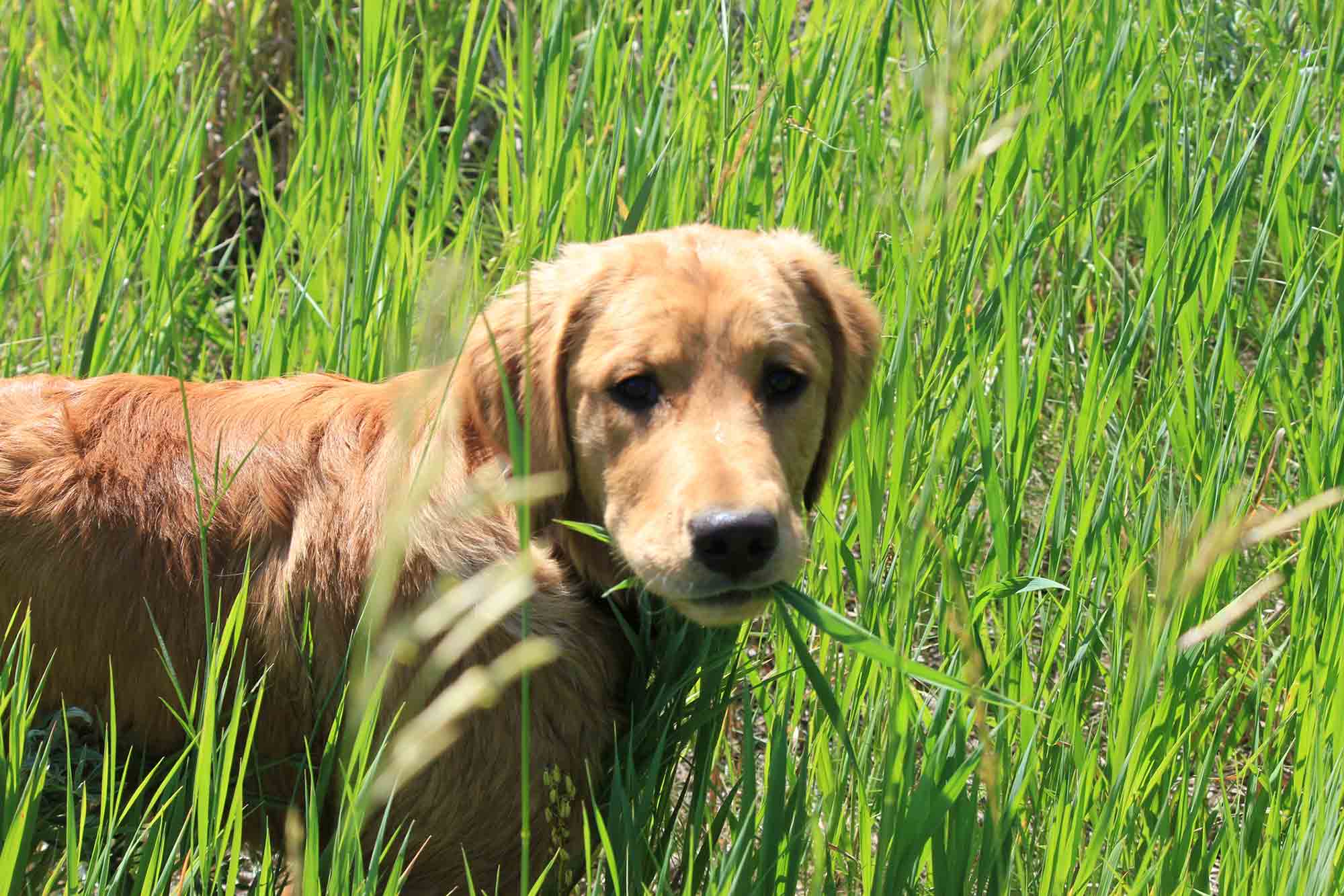 A closer look at Dogs Eating Grass With Ice Age Plants Risks
