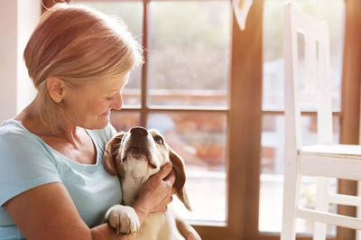Unleashing the Science: How Dogs' Brains Respond to Female Voices and Baby Talk