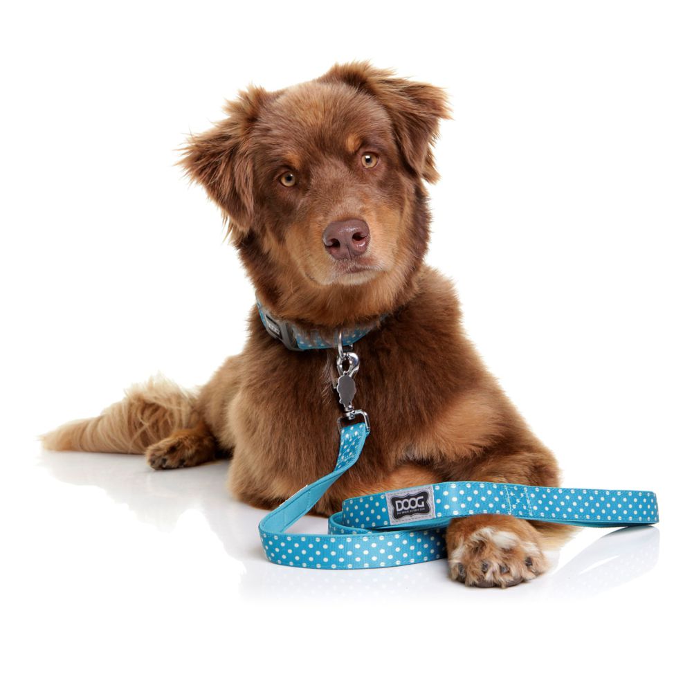 The Essential Buyer's Guide: How to Pick The Right Dog Collar