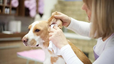 Controlling Ear Mites in Dogs: A Comprehensive Approach