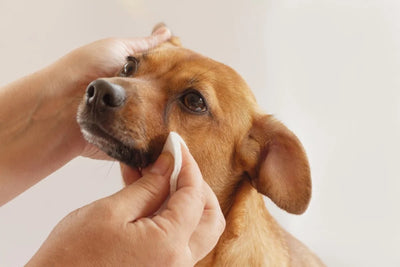 From Tear Stains to Eye Infections: Understanding the Causes of Eye Goop in Dogs