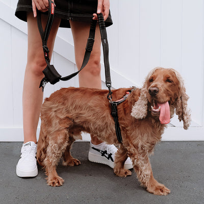 Walking Your Dog 101: Essential Tips and Tricks for a Safe and Enjoyable Stroll