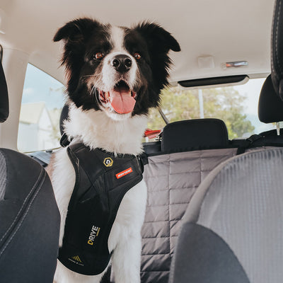 Step-by-Step Guide: How to Choose the Perfect Dog Harness