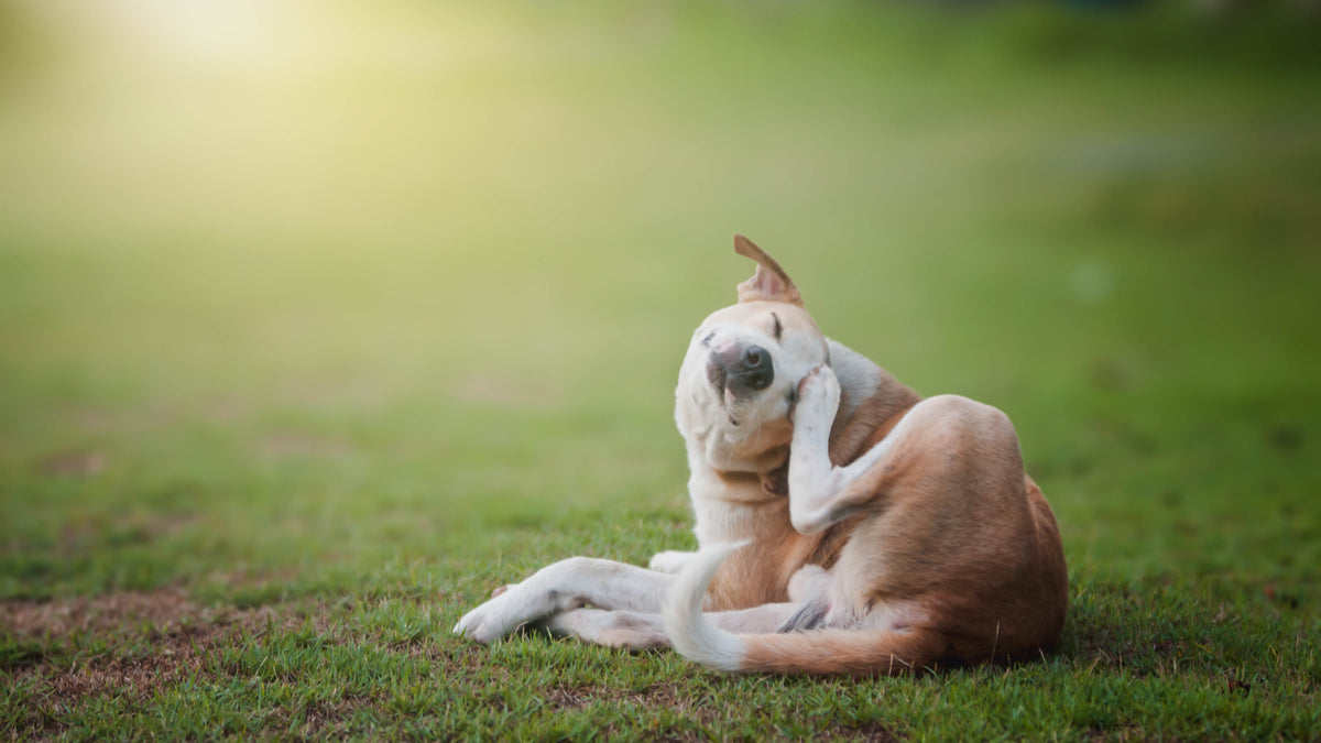 Paralysis ticks how to treat your pet