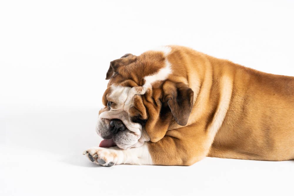 From Anxiety to Allergies A Comprehensive Guide to Investigating the Causes of Dogs' Paw Licking