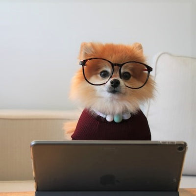 From Woof to Work Tips for a Smooth Office Transition with Your Dog
