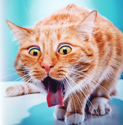 What Causes Hairballs in Cats and How You Can Help