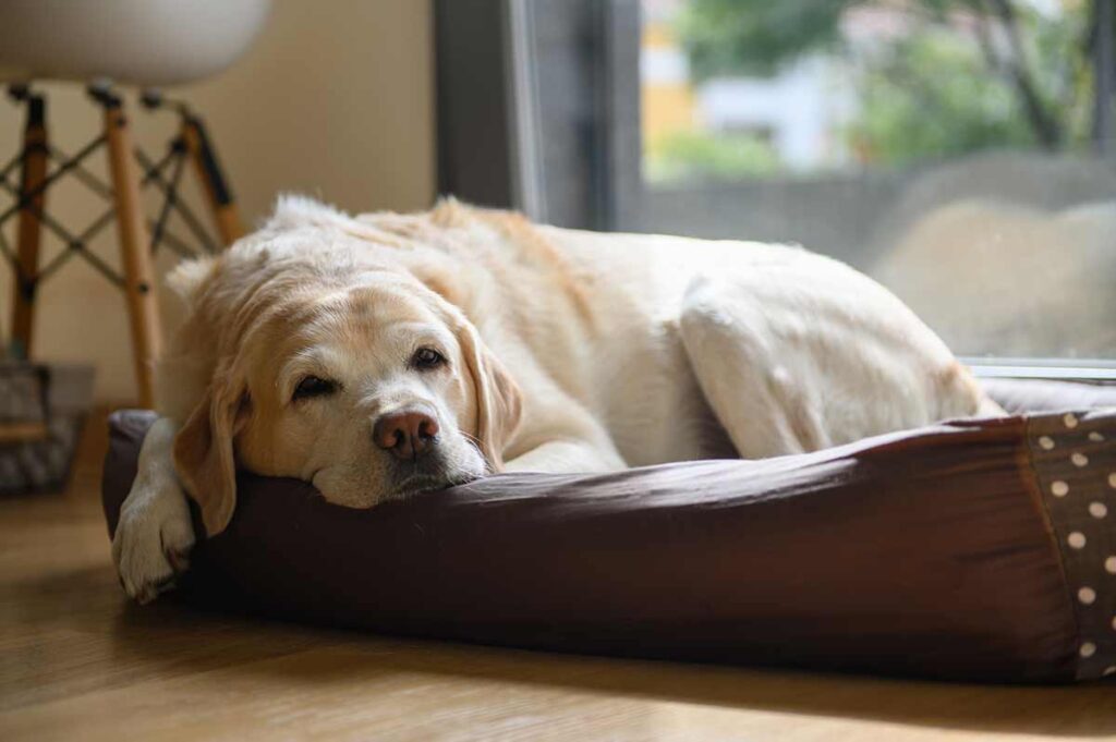 Preventing Hip Dysplasia in Dogs: Tips for Keeping Your Pet Healthy and Active