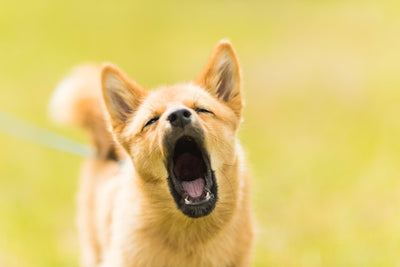 How to Train Your Dog to Stop Barking Tips from Expert Dog Trainers