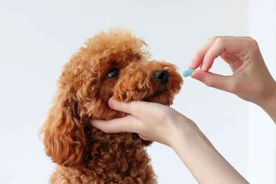 Step-by-Step: How to Administer Medication to Your Dog