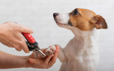 How to trim your dog's nails safely
