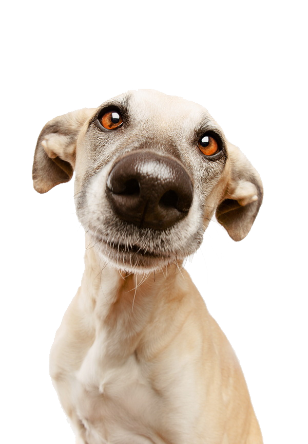 Home Cooked Dog Biscuit Recipes