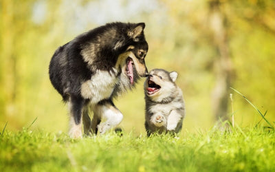 Introducing a new puppy to your dog