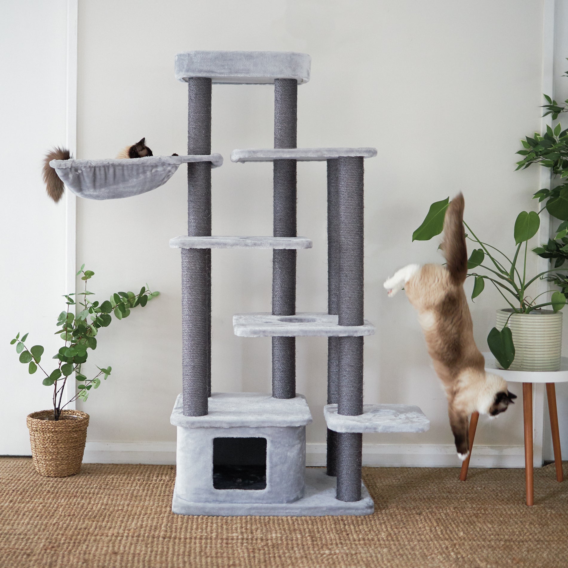 How to Introduce Your Cat to a Scratching Post the Right Way