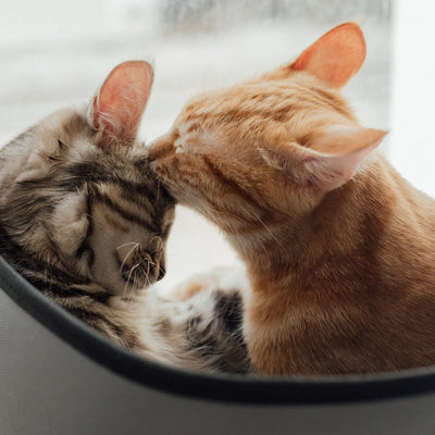 Keeping Indoor Cats Healthy in Australia The Role of Vaccinations