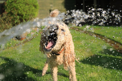 Keeping pets cool this summer: Our top tips & advice