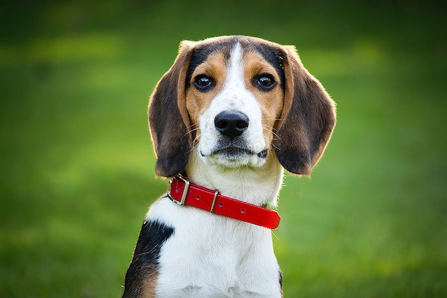Love Your Dog Give Them Probiotics Here's Why