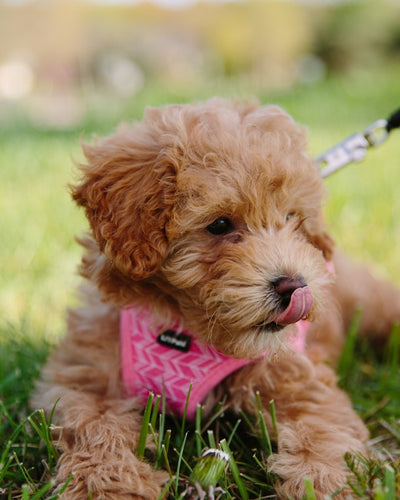 Moodles: The Perfect Furry Companions for the Whole Family!