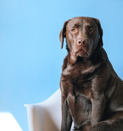 The Biggest Offenders When it Comes to Dog Obesity : What Dog Breeds are at Risk?