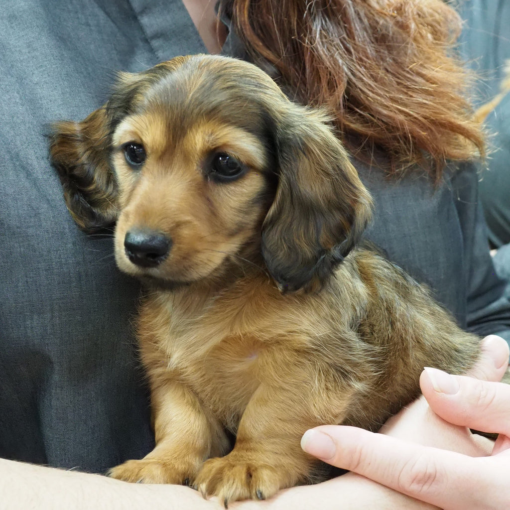 Long Haired Miniature Dachshund