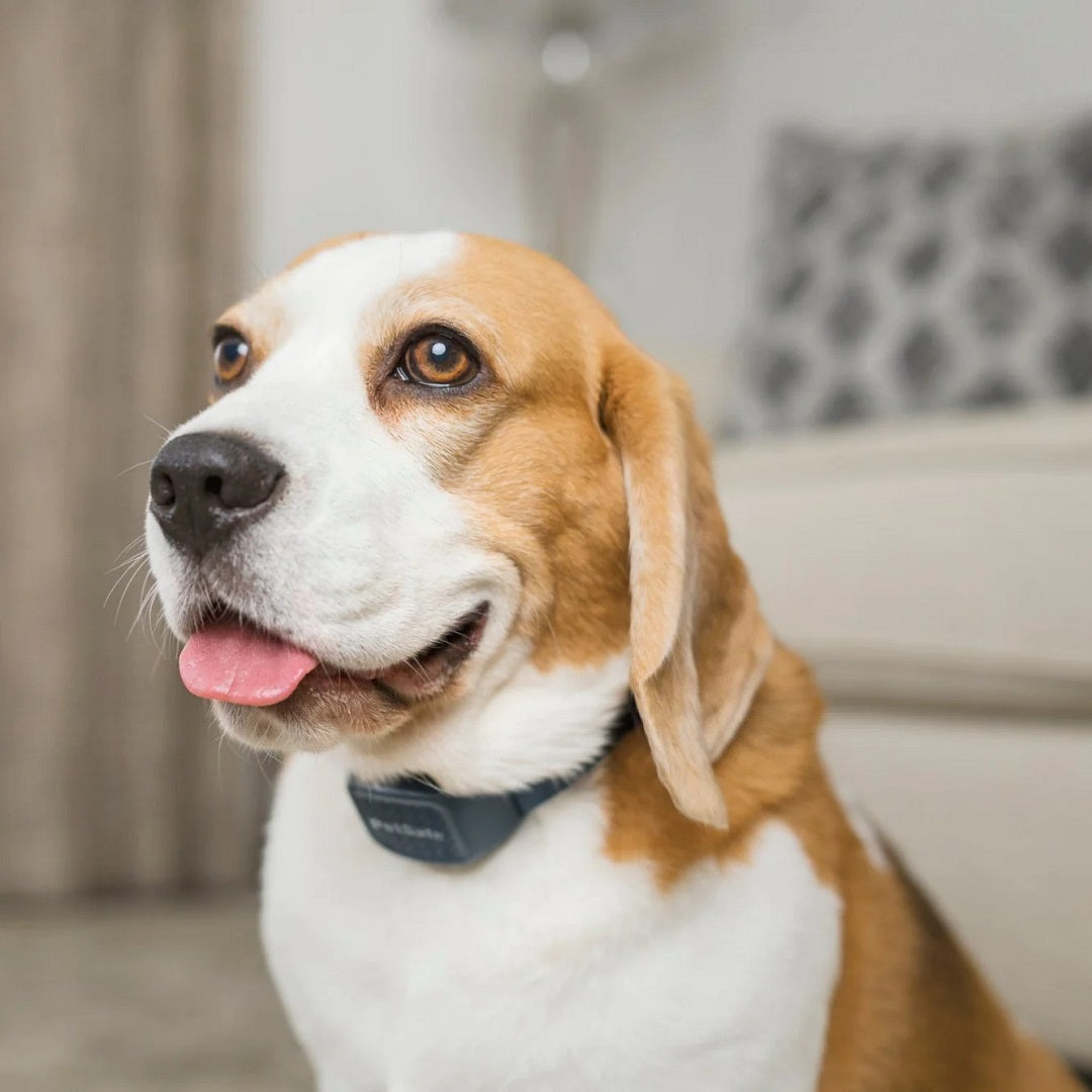 Say Goodbye to Nuisance Barking: Unleash the Benefits of the Petsafe Bark Control Spray Collar