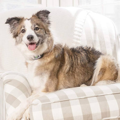 A Gentle Approach to Stopping Excessive Barking: The Benefits of Citronella Spray Stop Bark Dog Collars with Refills