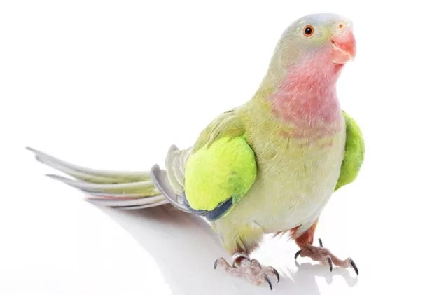 The Ultimate Guide to Caring for a Princess Parrot: Tips and Tricks for a Happy and Healthy Pet