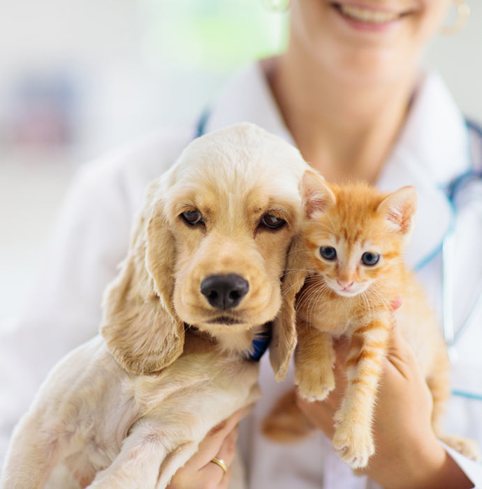 Unlocking Wellness: The Surprising Benefits of Daily Probiotic Supplements for Your Dogs and Cats