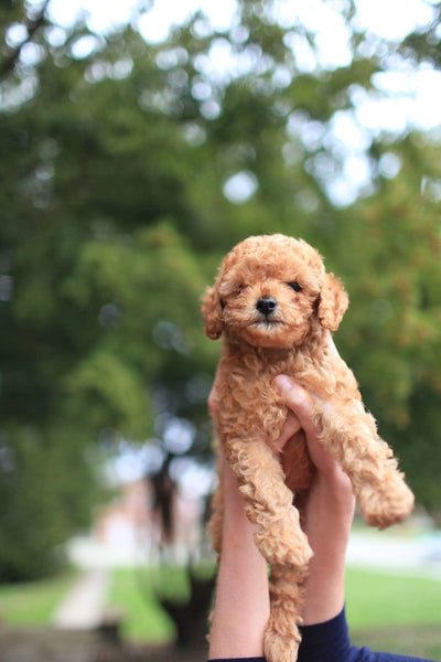 Raising a Happy and Healthy Puppy A Guide to Navigating the Different Developmental Phases