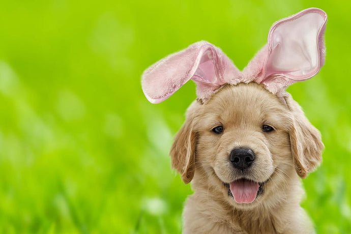 Easter  safety tips for your pet