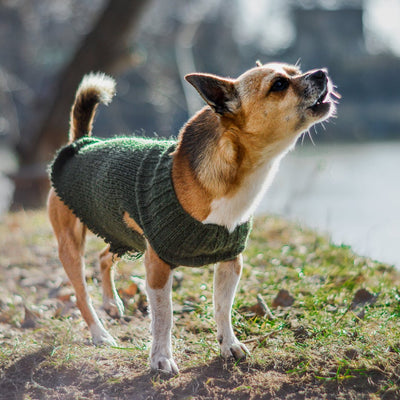 Say Goodbye to Nuisance Barking Exploring the Effectiveness of Citronella Spray Collars