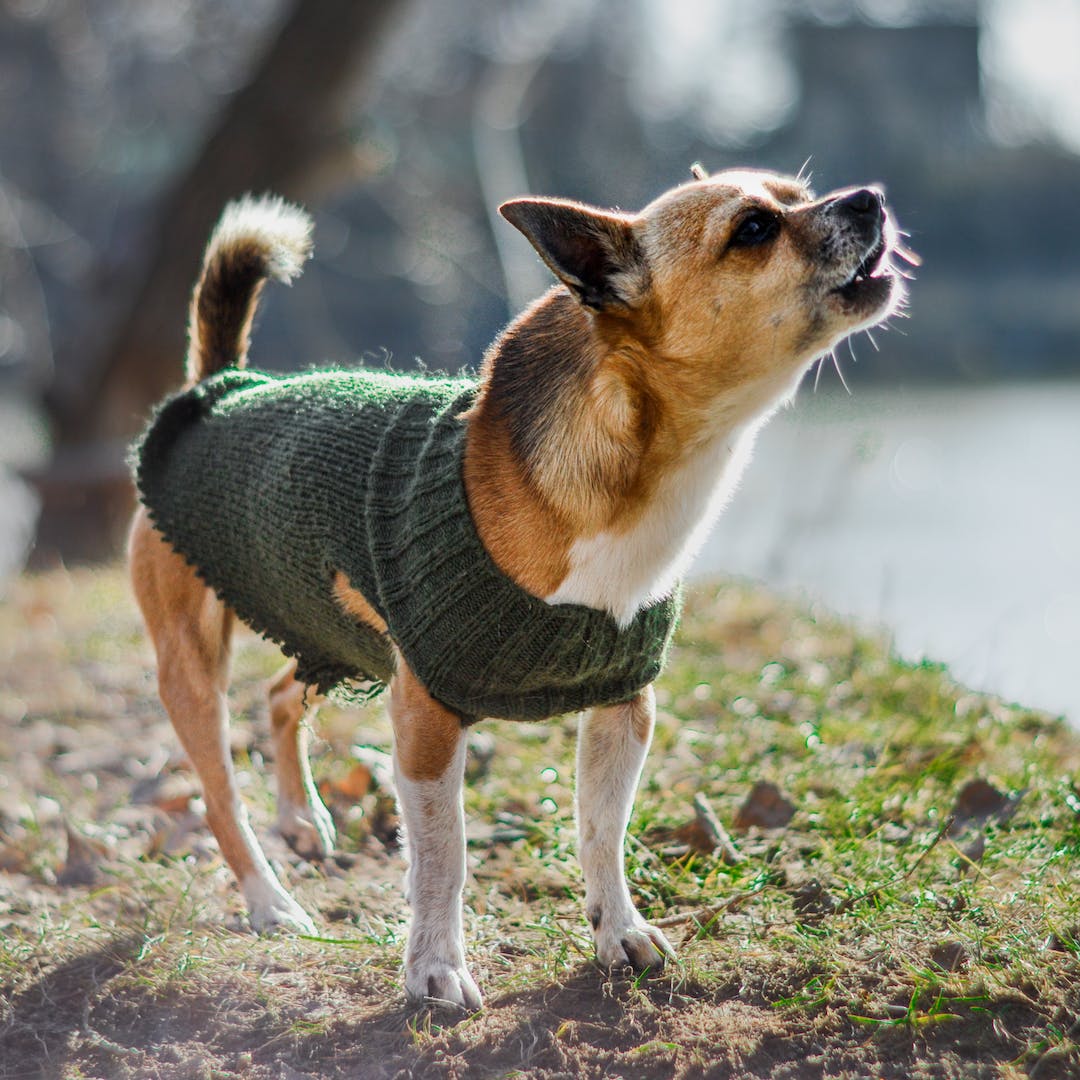 Say Goodbye to Nuisance Barking Exploring the Effectiveness of Citronella Spray Collars
