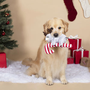4 tips to a great Christmas with your pet!