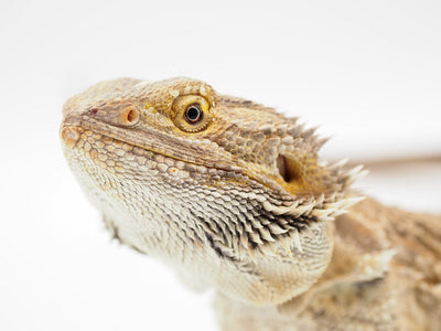 Essential Guide To Calcium Supplements For Pet Reptiles