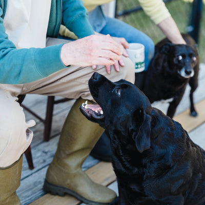 The Science Behind Pet Care How Caring for Your Pets Can Boost Your Well-Being